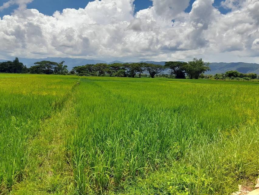 🔥ขายที่ดิน  ด่วนถูกสุด ในย่านนี้🔥🔥🔥 📍ที่ตั้ง : ต.ม่วงคำ อ.พาน จ.เชียงราย  📍เนื้อที่ : 3 ไร่ 1 งาน (82 ตร.วา) 6