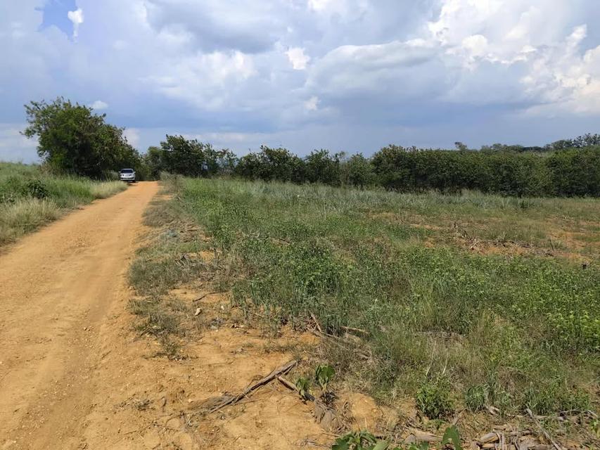 ที่ดินเปล่า 10 ไร่ ที่วังหมี วังน้ำเขียว