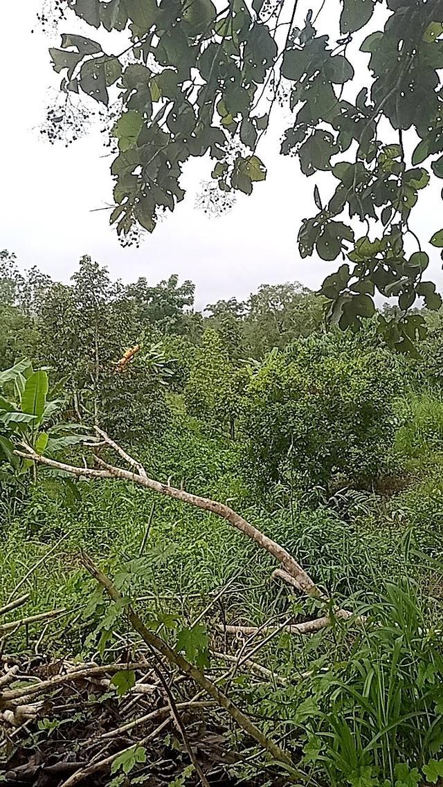 ที่ดินทองผาภูมิ 6