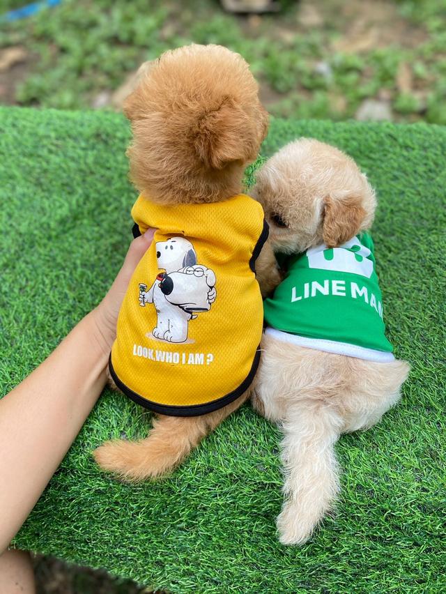 พุดเดิ้ล+ชิวาวา เพศชาย น่ารักๆ รูปที่ 5