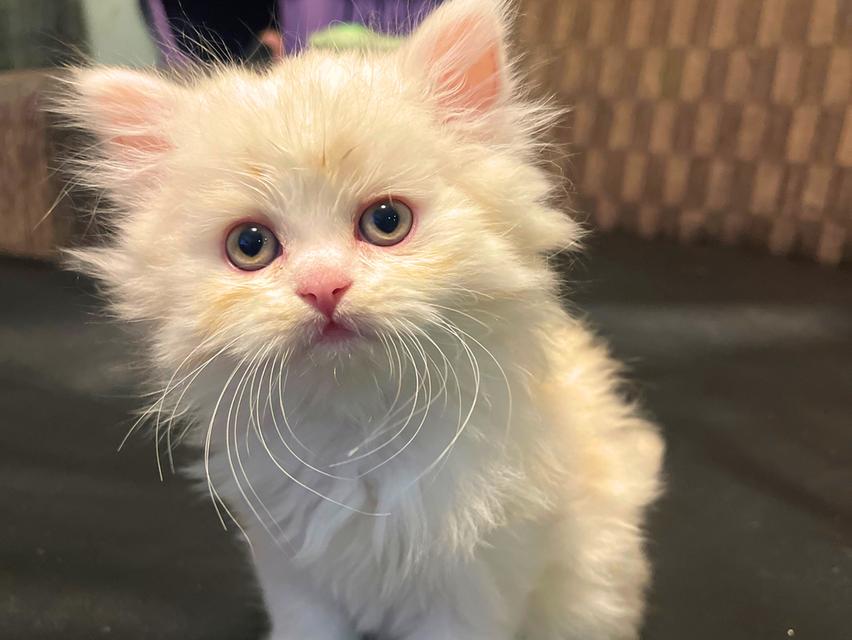 แมวขาวปนส้มนิดหน่อย-(boy)เกิด13/10/68 3