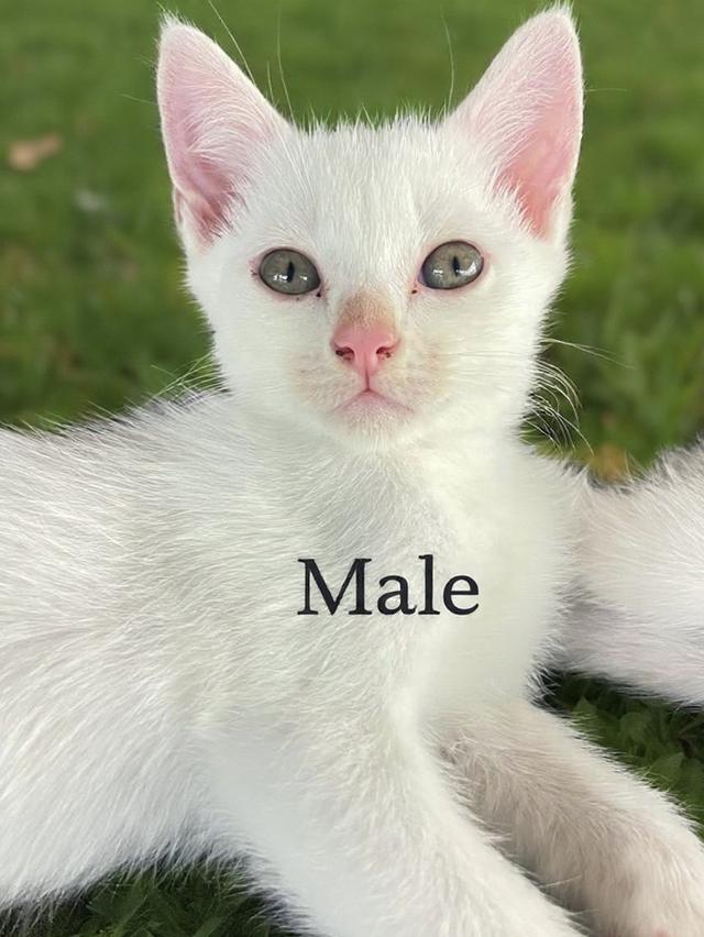 [เด็กๆพร้อมย้ายบ้านทั้ง3]พ่อพันธุ์ แม่พันธุ์ ไม่แบ่งครับ | แมวสายพันธุ์ขาวมณี(The White Pearl),แมวสายพันธุ์สก็อตติชโฟลด์(Scottish fold) รูปที่ 4