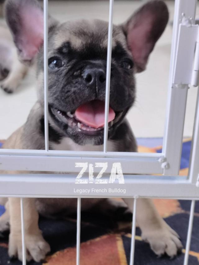 ZIZA สุนัขเฟรนช์บูลด็อก