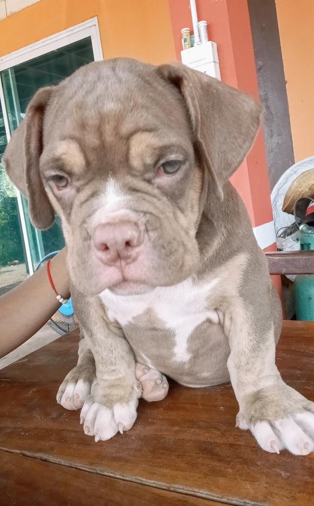 สุนัขอเมริกันบูลลี่ ตัวผู้ ฉีดวัคซีนแล้ว 5