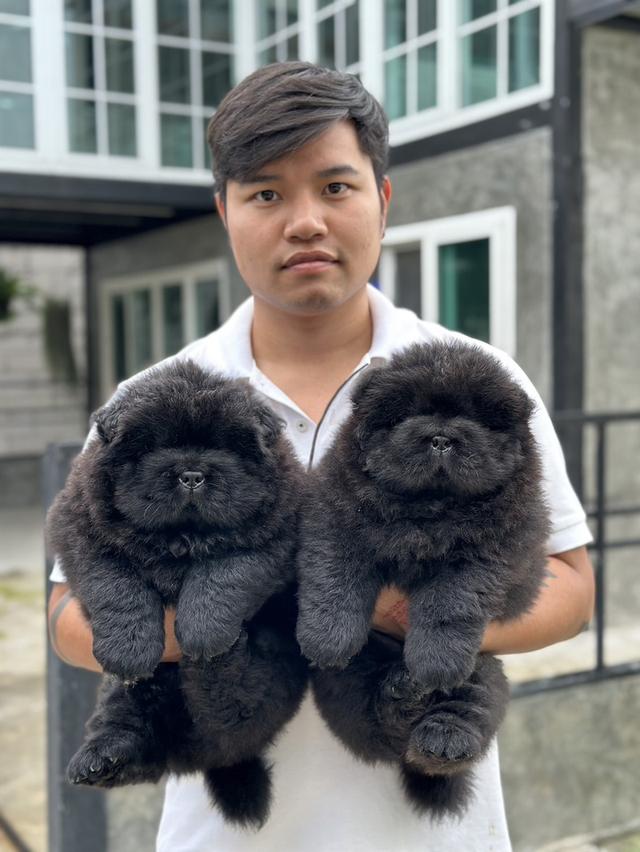 น้องเชาเชา สีดำ พ่อแม่นำเข้าจากต่างประเทศ 6