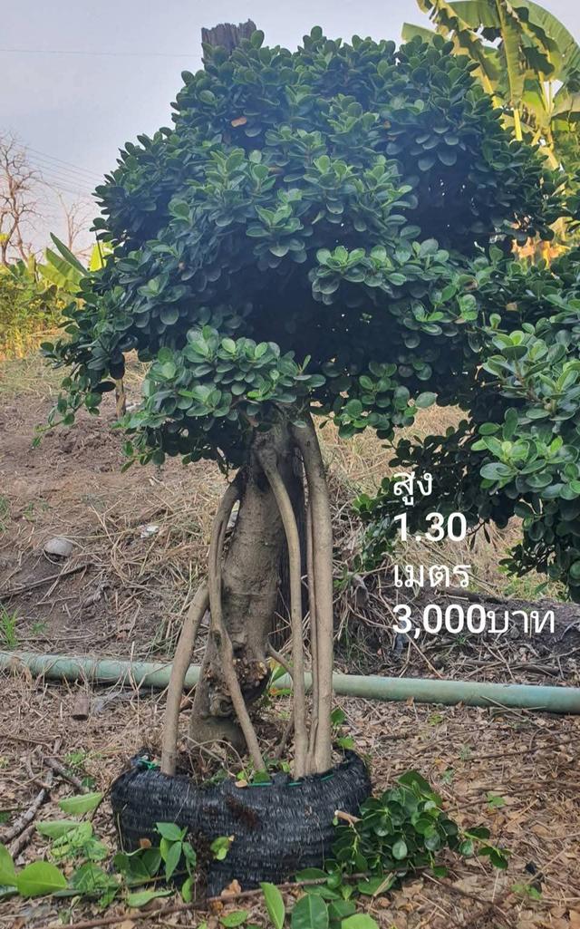 ไทรต่อยอดช้อนเงินช้อนทอง