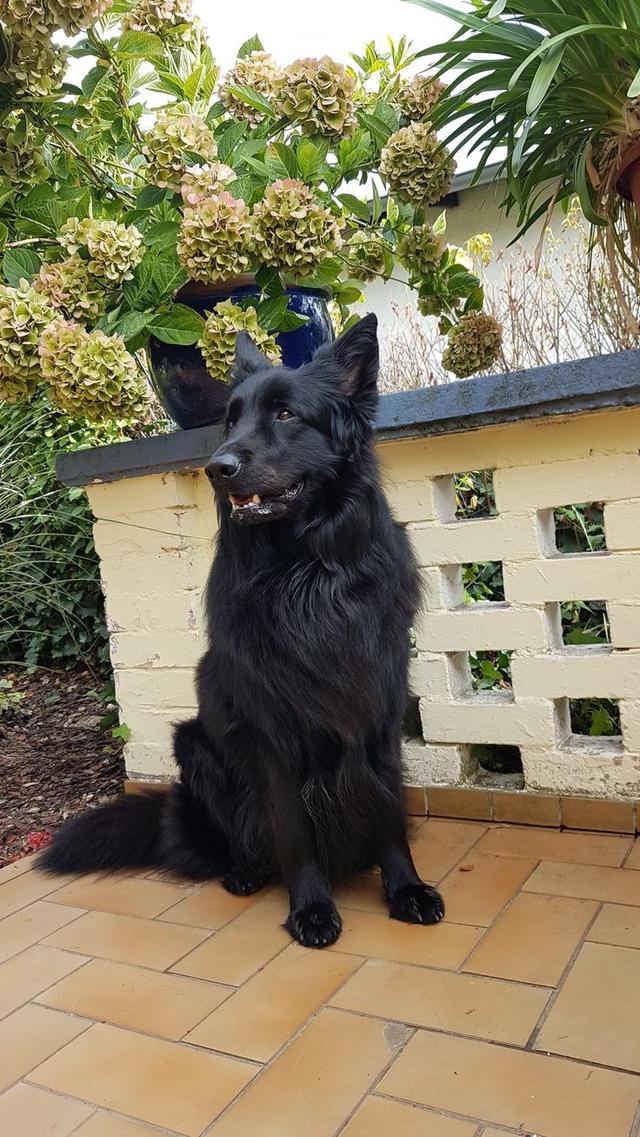 น้องสุนัขเยอรมัน เชพเพิร์ด สีดำ 2