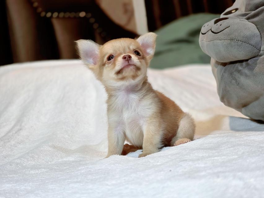 Chihuahuaหนุ่มหล่อไซส์จิ๋วน้องฮิวโก้สุดหล่อ 4