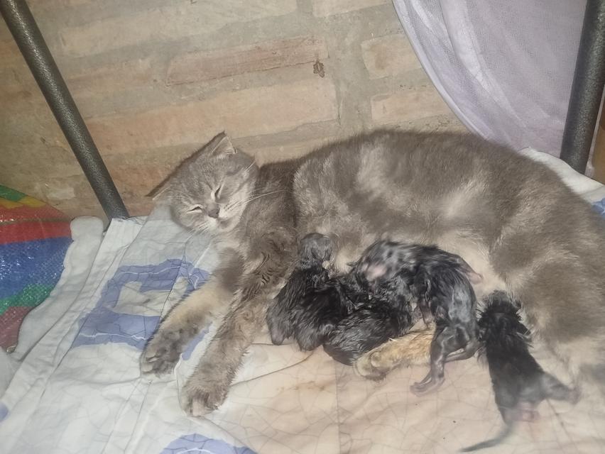 ลูกแมวสก็อตติช เลือด100 รูปที่ 1