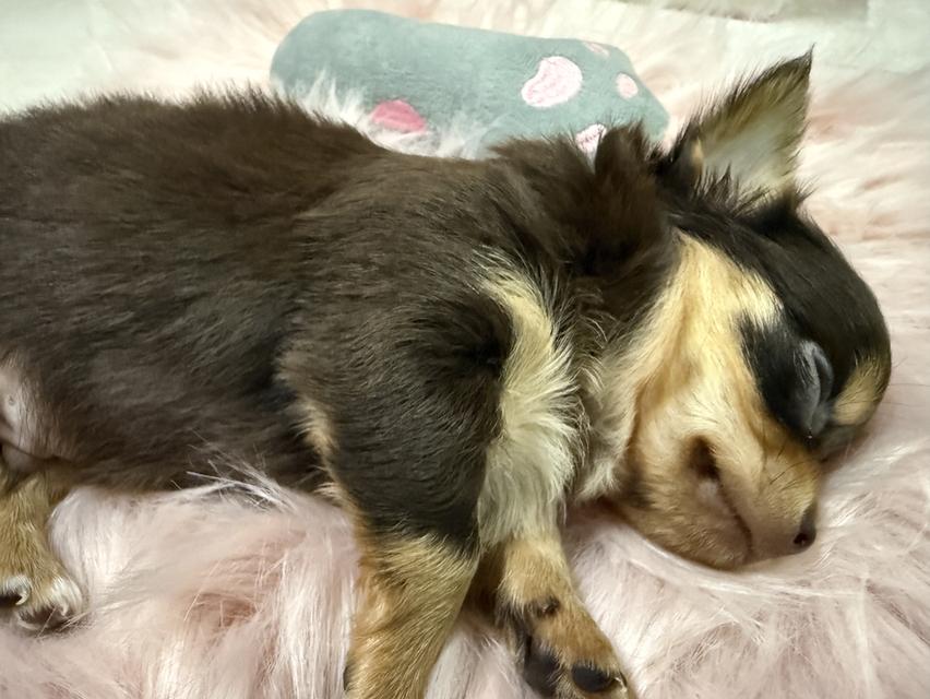 ชิวาวาจิ๋ว 8