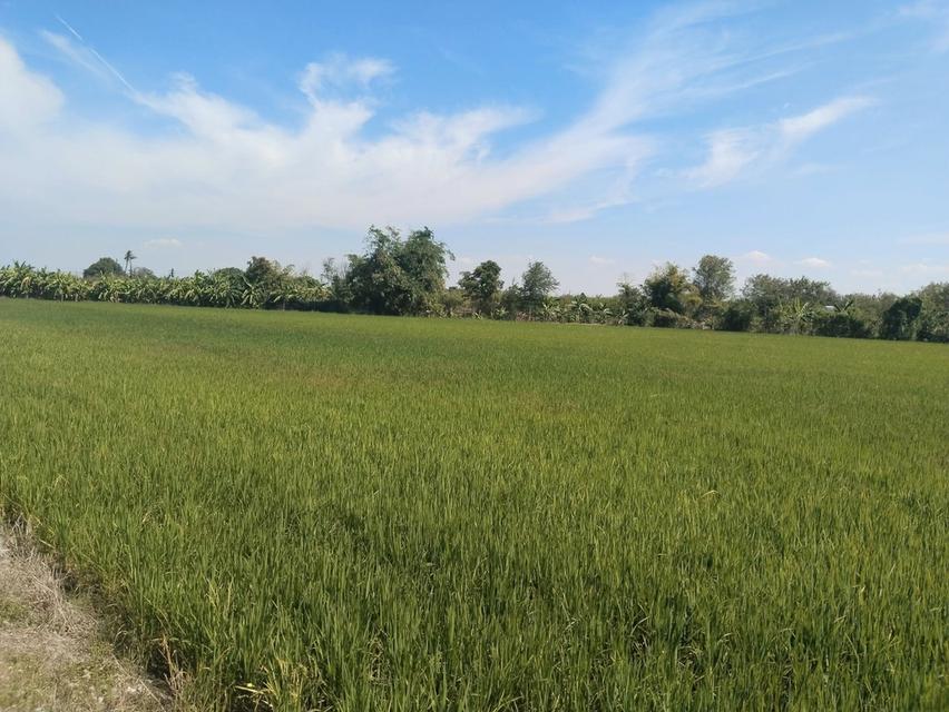 ขายที่ดินท่าไข่ แปดริ้ว 4 ไร่ ซอยวัดนิโคธาราม ใกล้สถานีรถไฟความเร็วสูง เมืองฉะเชิงเทรา 5