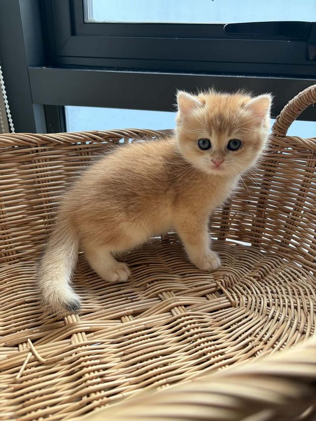 Boy 🏴‍☠️ ( รหัส : L1 ) British Shorthair รูปที่ 2