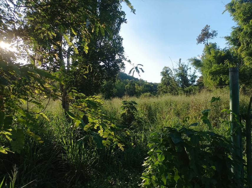 ขายที่ดิน 3ไร่3งาน ต.เชิงดอย อ.ดอยสะเก็ด เชียงใหม่ 8