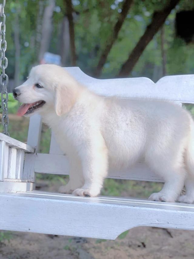 ลูกสุนัข White Golden Retriever แท้ 2