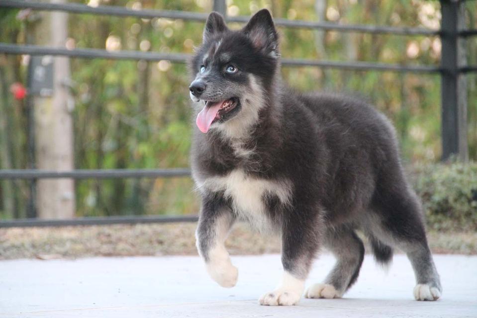 ไซบีเรียนแท้ เพศหญิง ไอดีไลน์ 0834718713 2