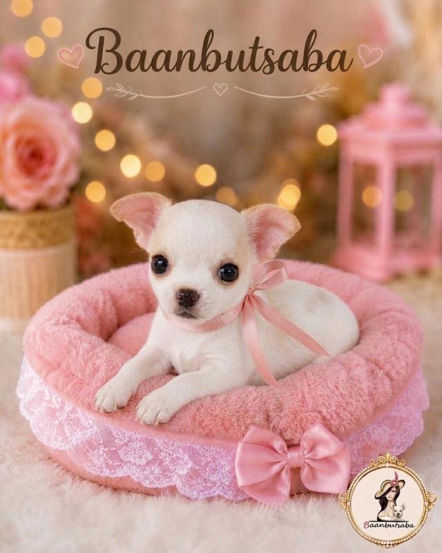 Baanbutsaba(ลูกชิวาวาสีขาวแฟนซี) รูปที่ 3