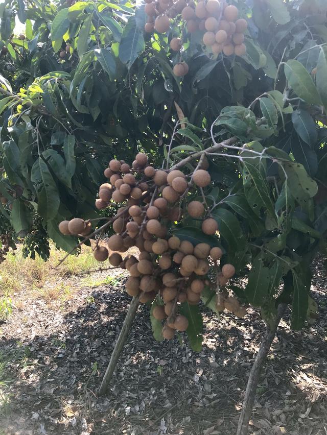 ขาย ที่ดินสวนลำไย 4ไร่ 99ตร.ว. อ.ดอยหลวง จ.เชียงใหม่ 4