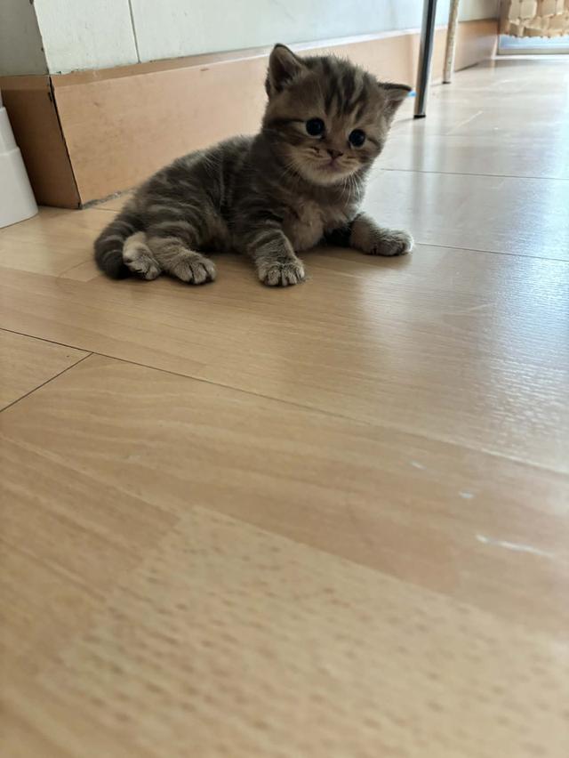 สก็อตติช หญิง หมีๆ😻😻🏡🏡 สนใจทักมาสอบถามได้เลยคะ น้องผู้ชายก็มีนะคะ รูปที่ 3