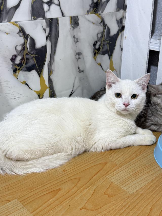 ลูกแมวพันธุ์สก๊อตติชแท้ 2