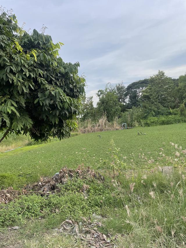 ขายที่ดิน มีนบุรี ร่มเกล้า ซอยบึงขวาง14 1