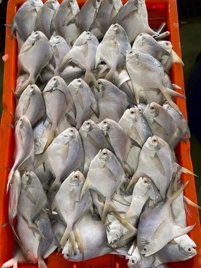 ปลาจาระเม็ดสดจากทะเล 3