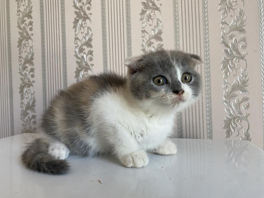 แมวสก็อตติสแท้ 100% ผญ หูพับ