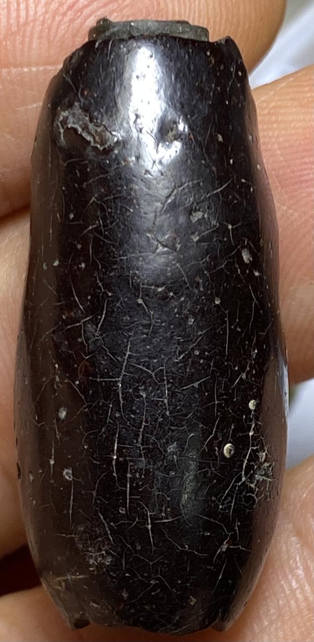 ลูกสกดหนังหน้าผากเสือ