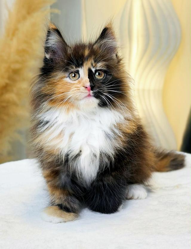 สาวน้อยเมนคูน สามสีสีตอตี้เปรอะสีหายาก รูปที่ 2