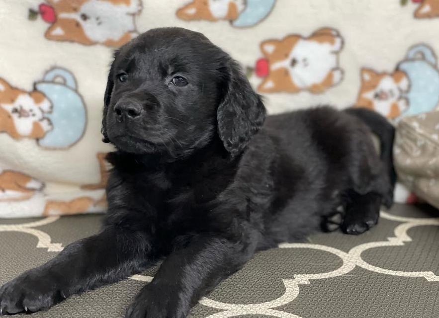 ขายสุนัข Black Golden Retriever สีดำสนิท น้องน่ารักมาก 3