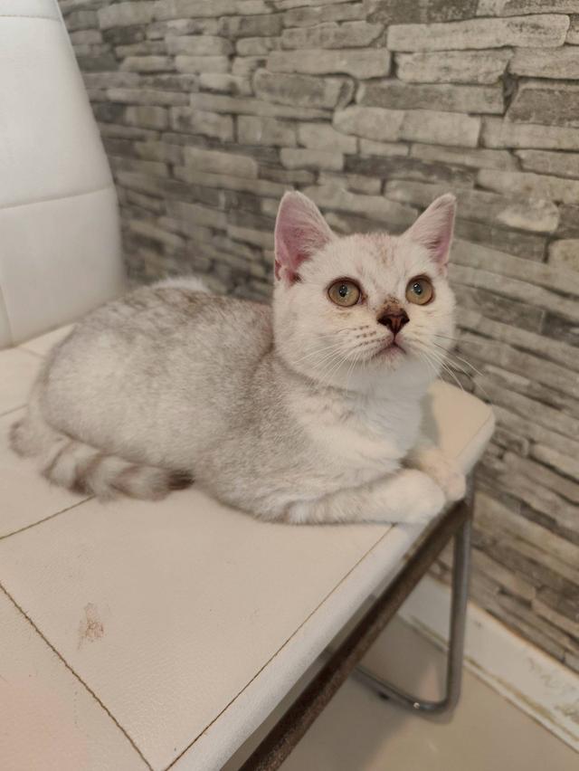ลูกแมวสก็อตติส 3