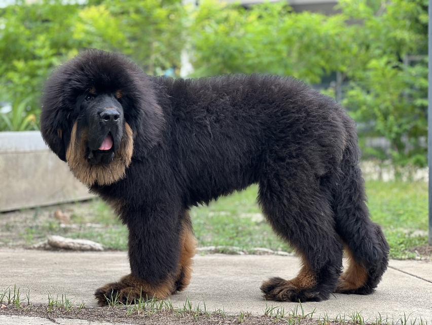 ทิเบตันมาร์ฟทิฟ นำเข้าจากประเทศจีน