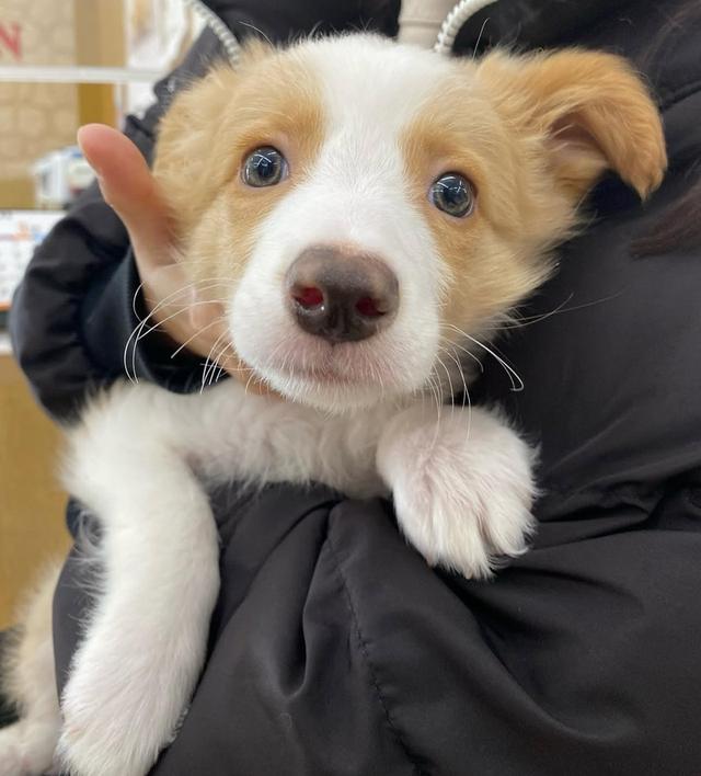 ขายสุนัขพันธุ์ Border Collie อายุ 5 เดือน