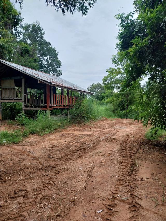 ขายที่ดินยังเป็นสวนธรรมชาติอยู่ 5