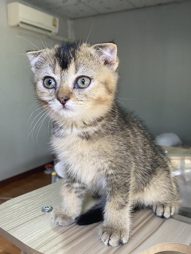 สก็อตติช ดญ 2เดือนพร้อมย้าย รูปที่ 6