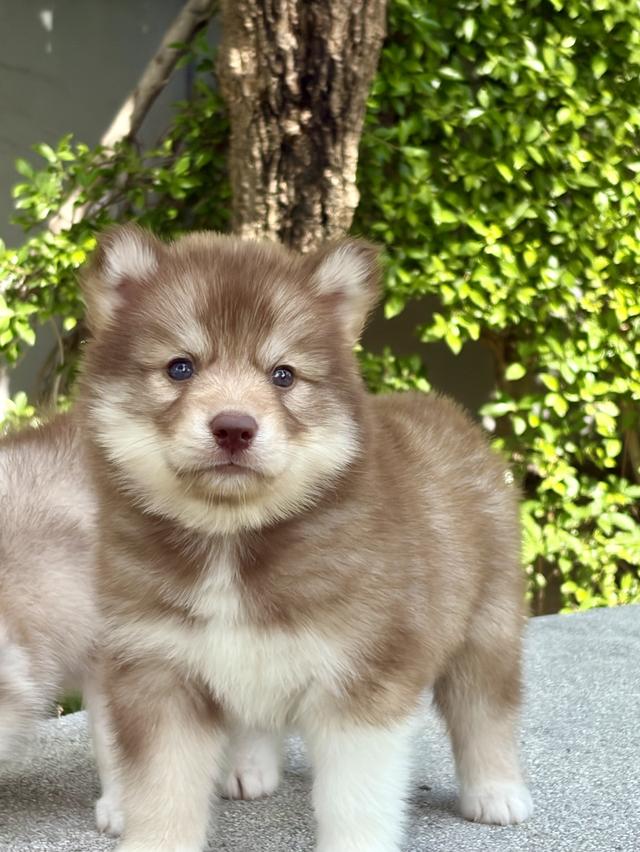 ลูกสุนัขไซบีเรียนฮัสกี้แท้ เพศเมีย