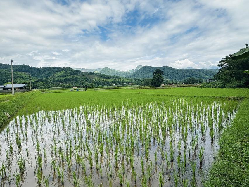 ขายที่ดิน ปัว น่าน 707 ตร.ว. ราคา 1.9 ล้าน 3