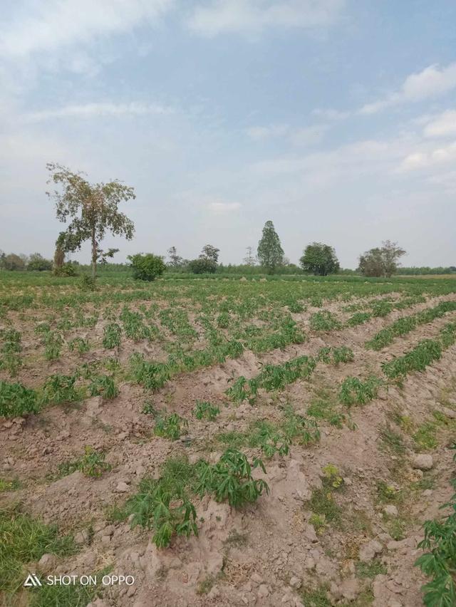 ที่ดินเหมาะสำหรับทำการเกษตรและบ้านพักอาศัยเศรษฐกิจพอเพียง 6