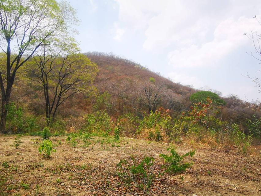 ที่ดิน อสังหาริมทรัพย์ 2