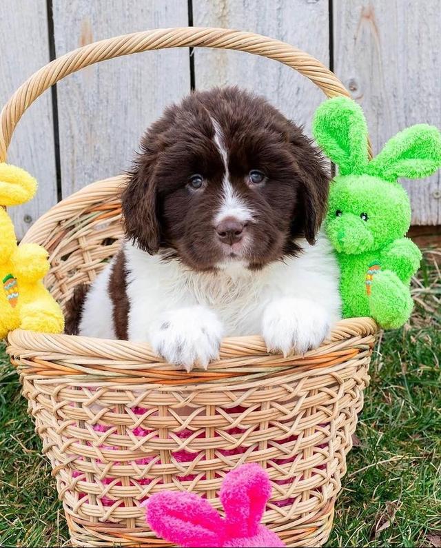 Newfoundland puppies | WhatsApp me : +971 58 208 8241