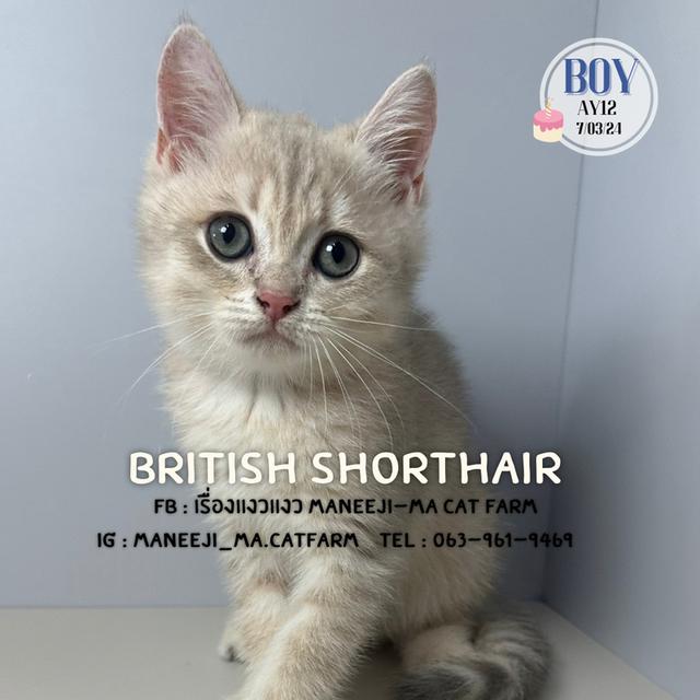 British shorthair แท้ 100% ay12 boy 1