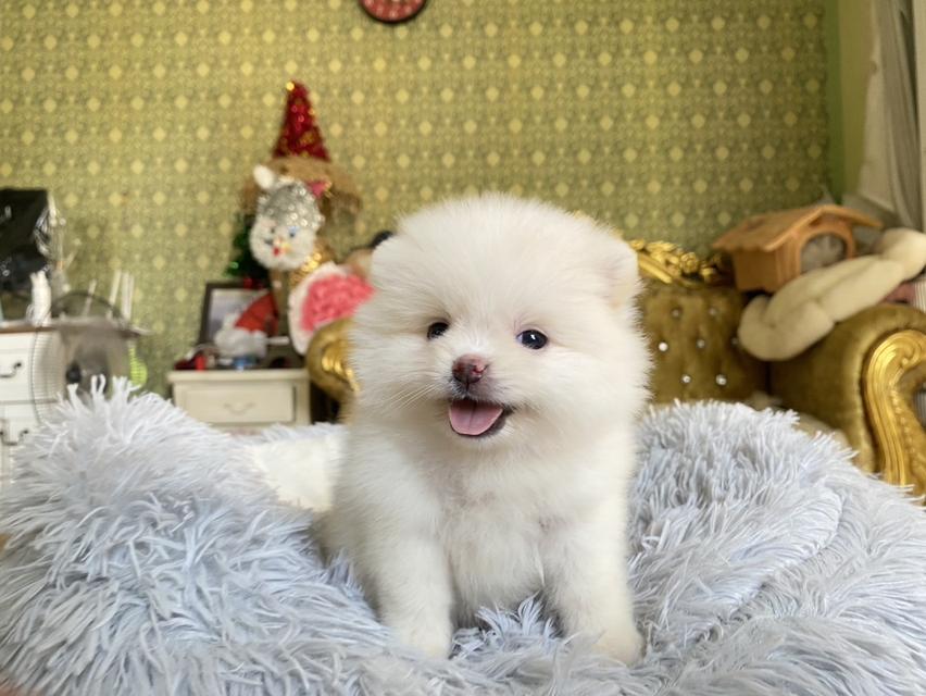 ลูกปอมแท้ น่ารัก แข็วเเรง สุขภาพดี มาดูตัวจริงได้นะคะ รูปที่ 9