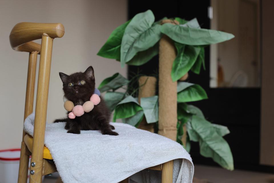 ลูกแมวบริติชช็อตแฮร์ผสมสก็อตติชช็อตแฮร์ 13