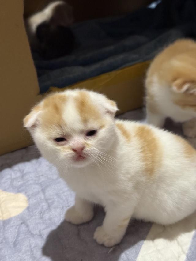 สัตว์เลี้ยง แมวสก็อตตีชโฟลด์ รูปที่ 10