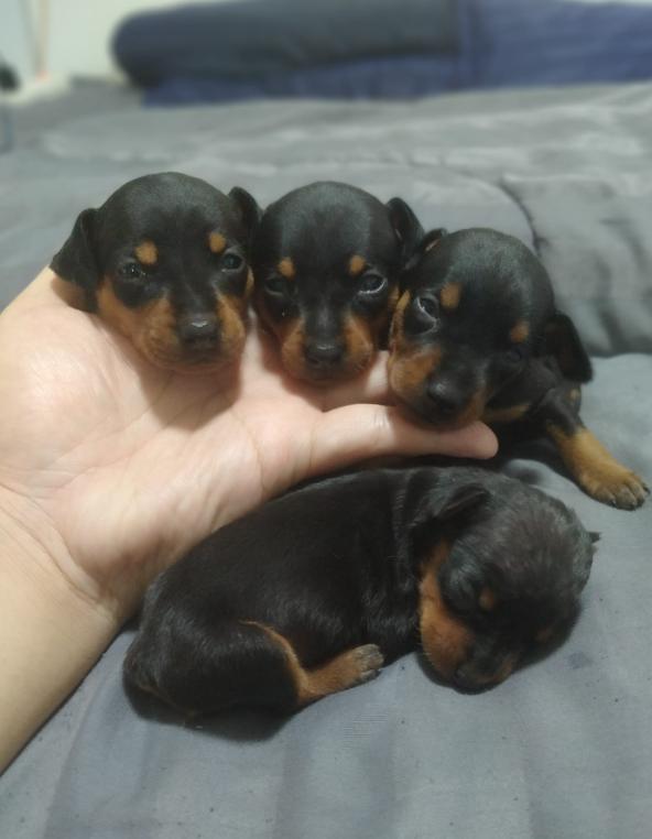 ขาย Miniature Pinscher สมบูรณ์แข็งแรง 2