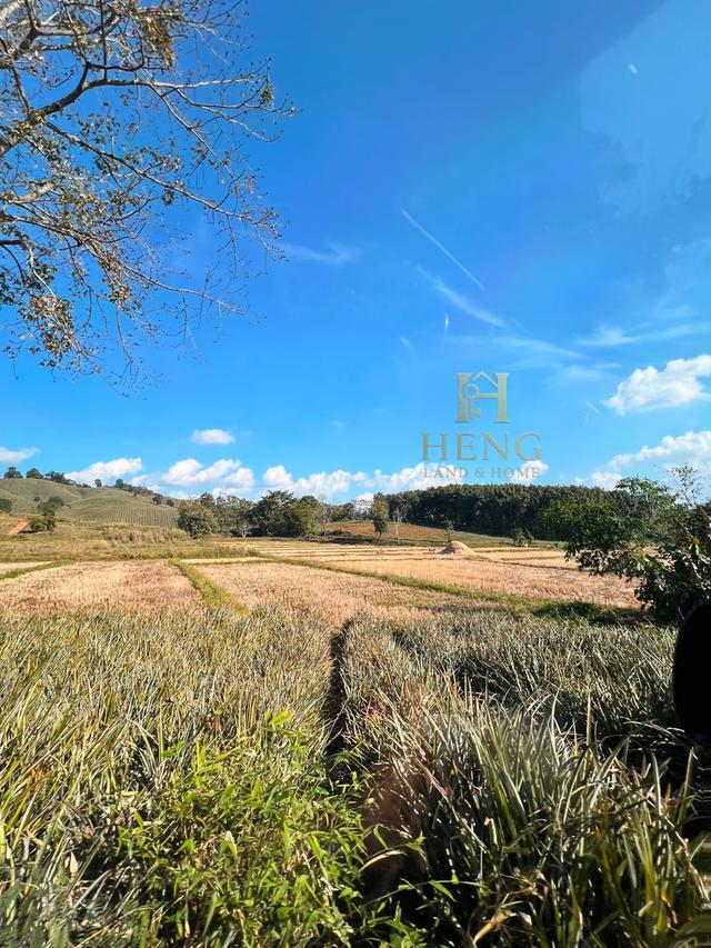 ที่ดินวิวภูเขา 88 ไร่ ติดถนนใหญ่ ทำเลอนาคตไกล แม่จัน  โอกาสพัฒนาได้หลายรูปแบบ!” 8