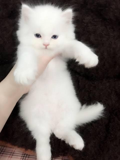 ลูกแมวเปอร์เซียสีขาว