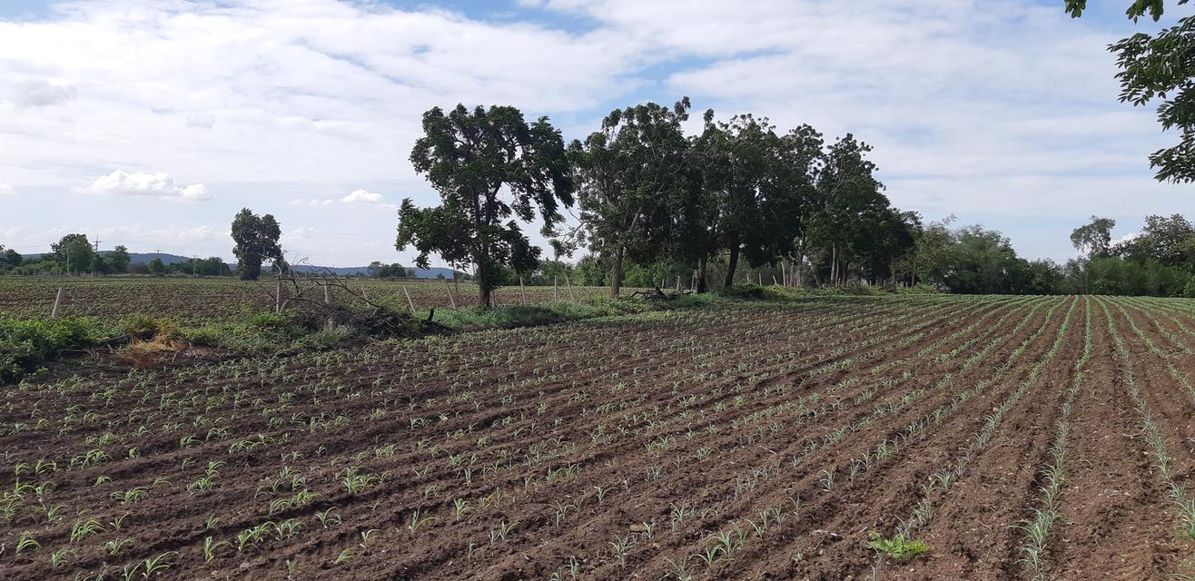 ขายที่ดินติดแม่น้ำป่าสัก 38-1-73 ไร่ แถมที่ดินเป็น น.ค.3 จำนวน 18 -2-59 ไร่ 13