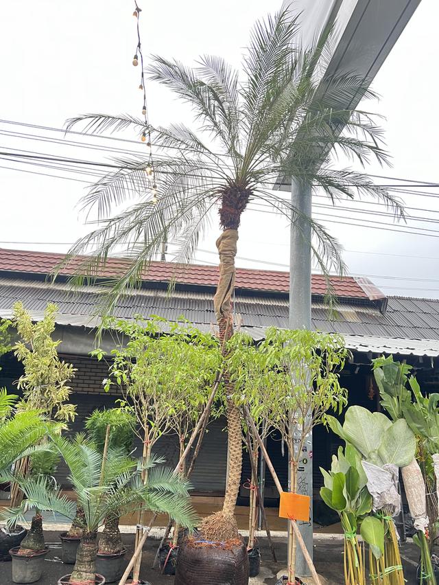 ต้นสิบสองปันนา 2