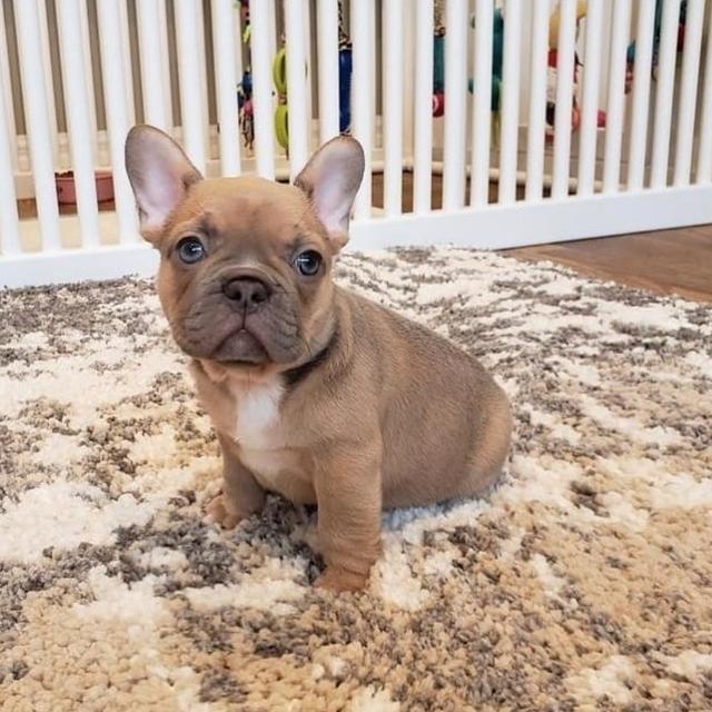 French Bulldog Puppies WhatsApp me : +66 63 826 3042 รูปที่ 2