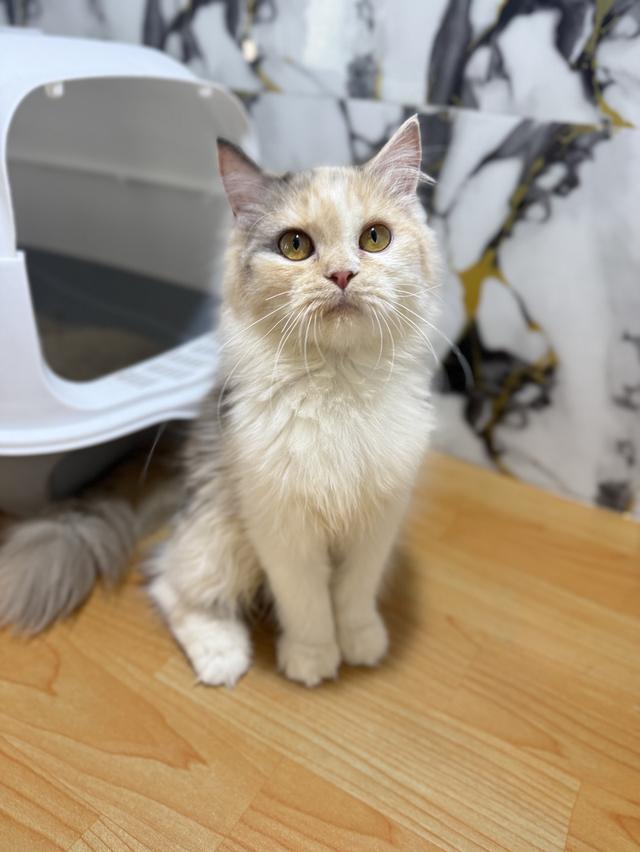 ลูกแมวพันธุ์เปอร์เซียแท้ รูปที่ 3